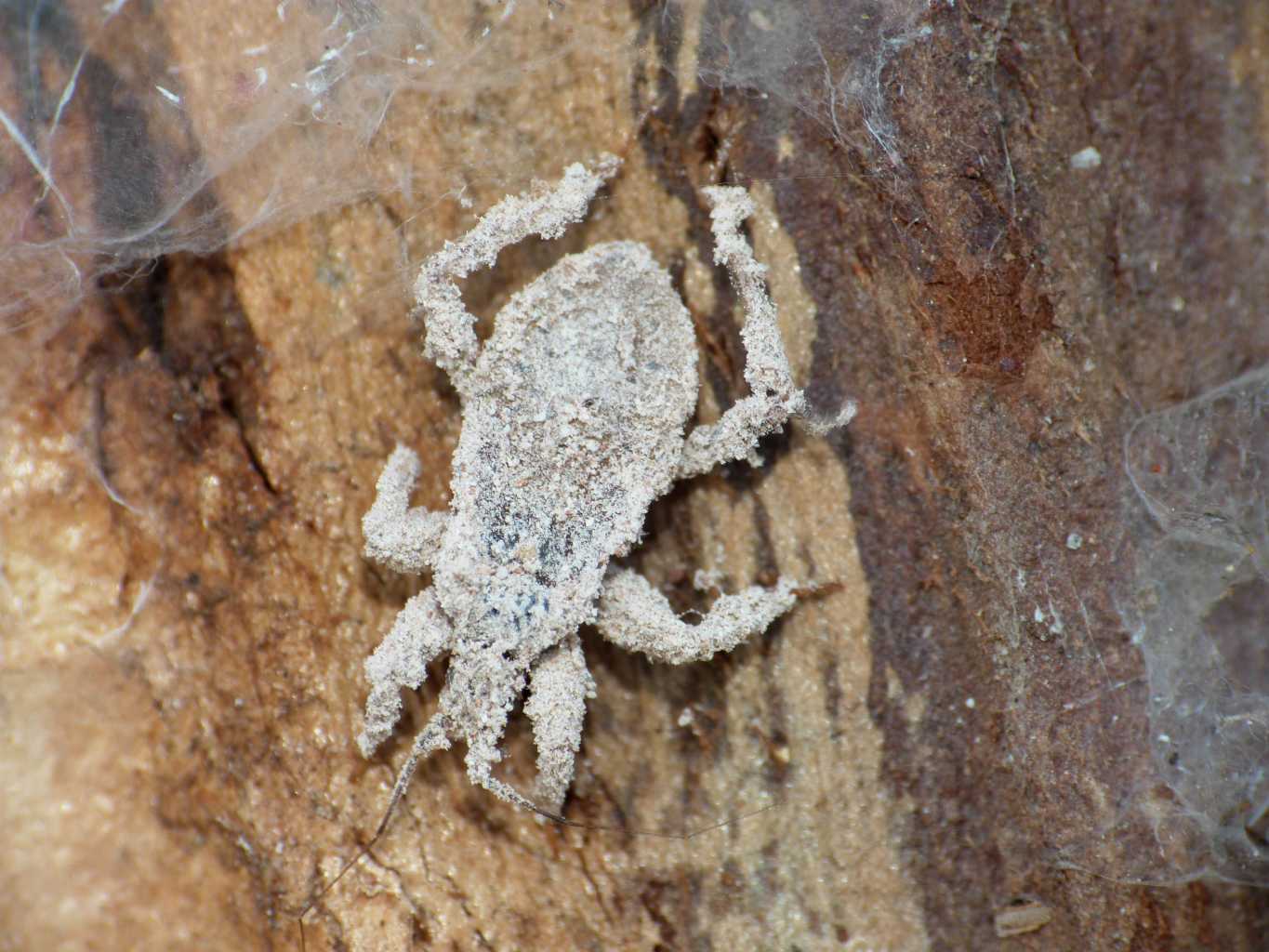 Gli zombi sono tornati ....